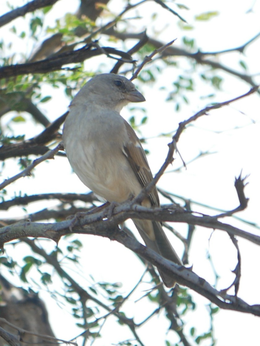 Southern Gray-headed Sparrow - ML620983159
