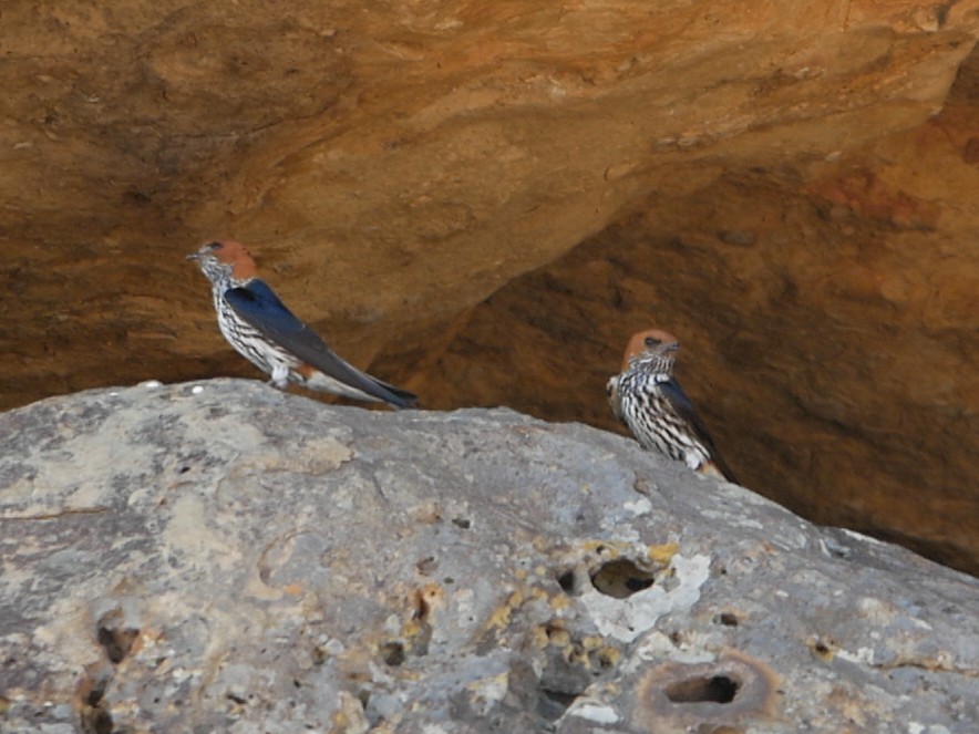 Lesser Striped Swallow - ML620983177