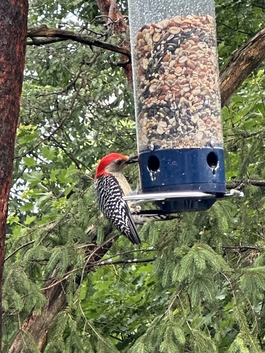 Red-bellied Woodpecker - ML620983182