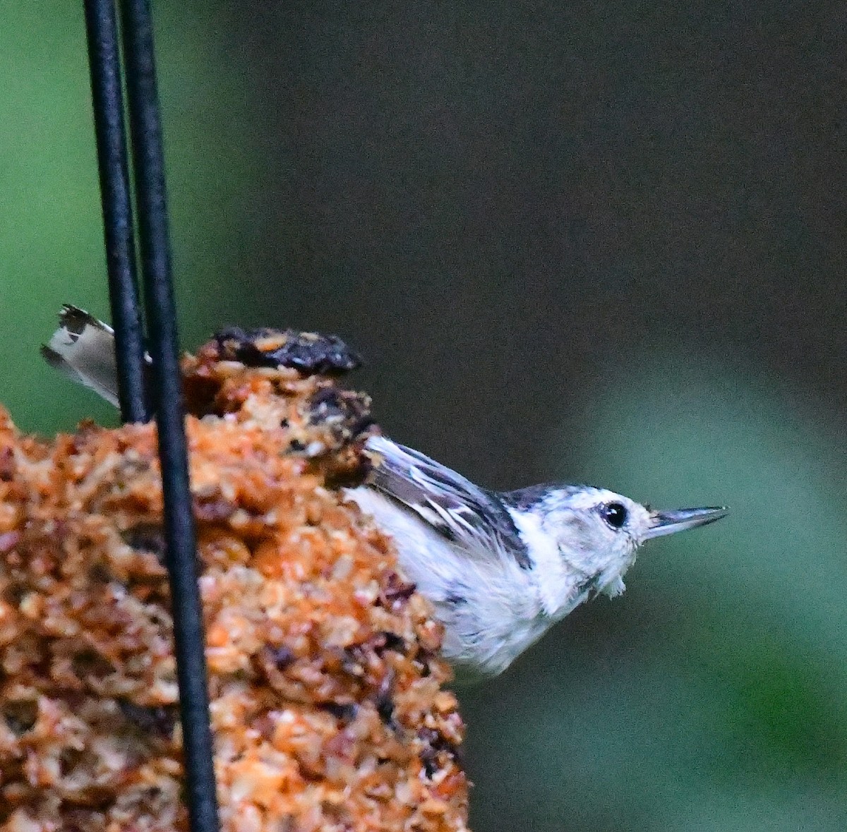 White-breasted Nuthatch - ML620983183