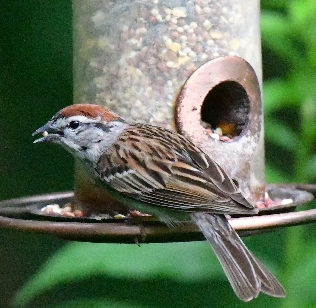 Chipping Sparrow - ML620983189