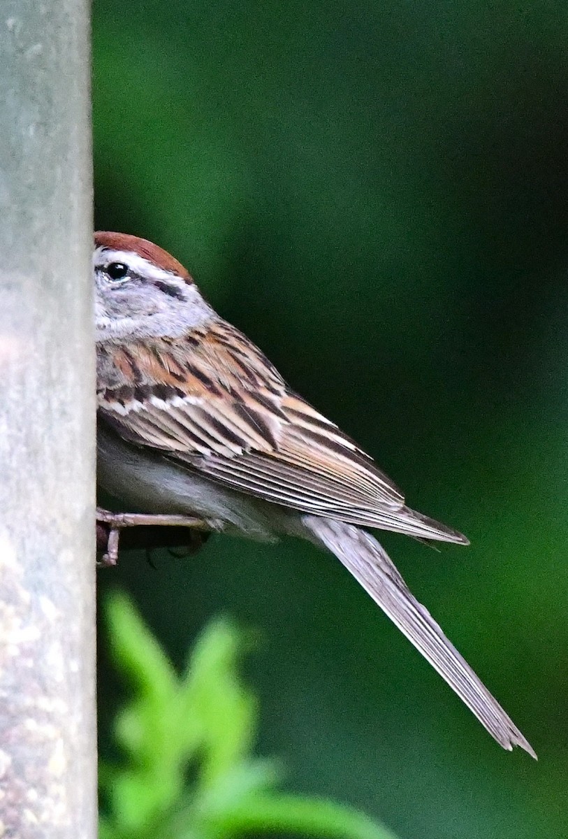 Chipping Sparrow - ML620983190