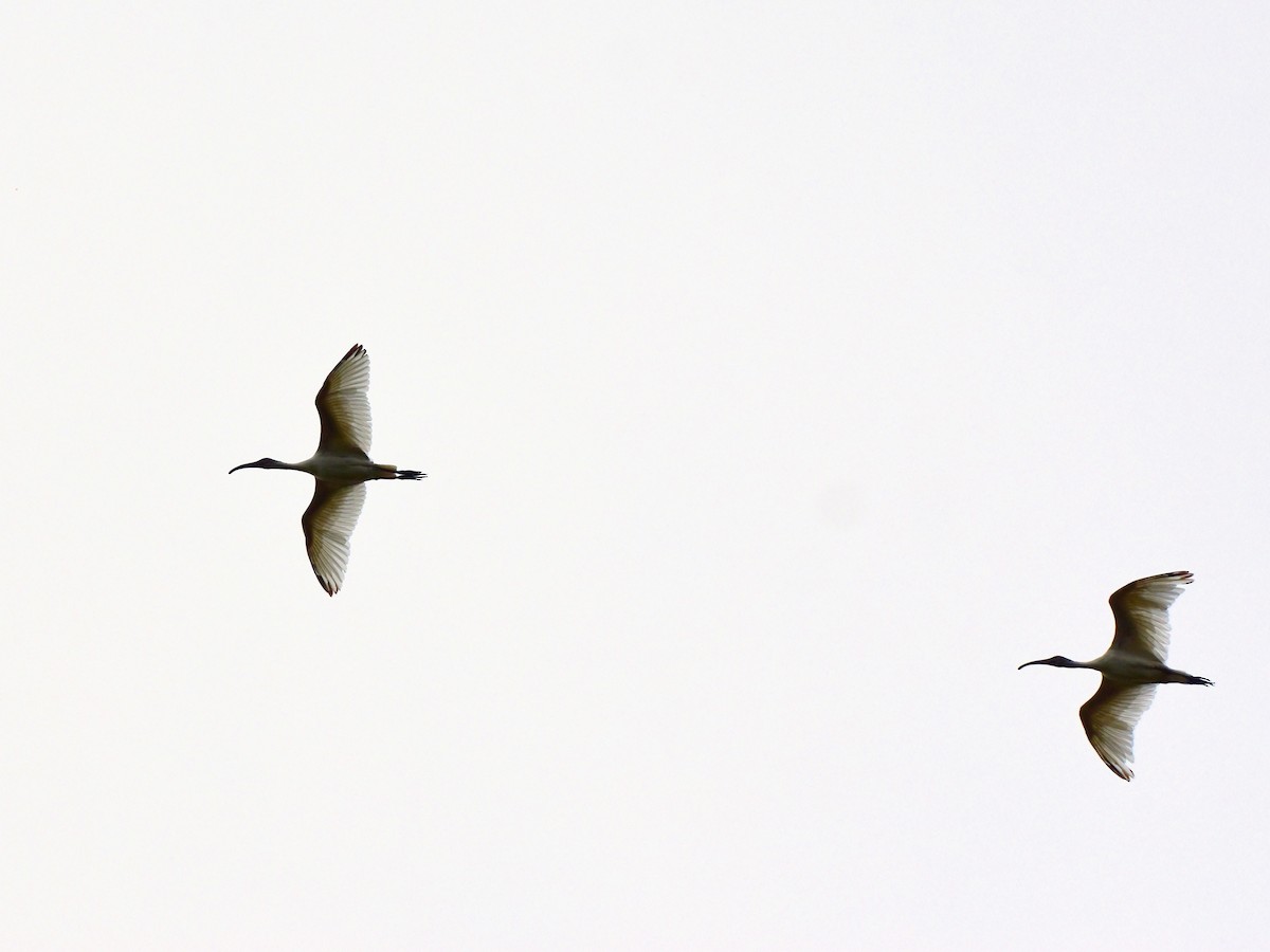 ibis černohlavý - ML620983191