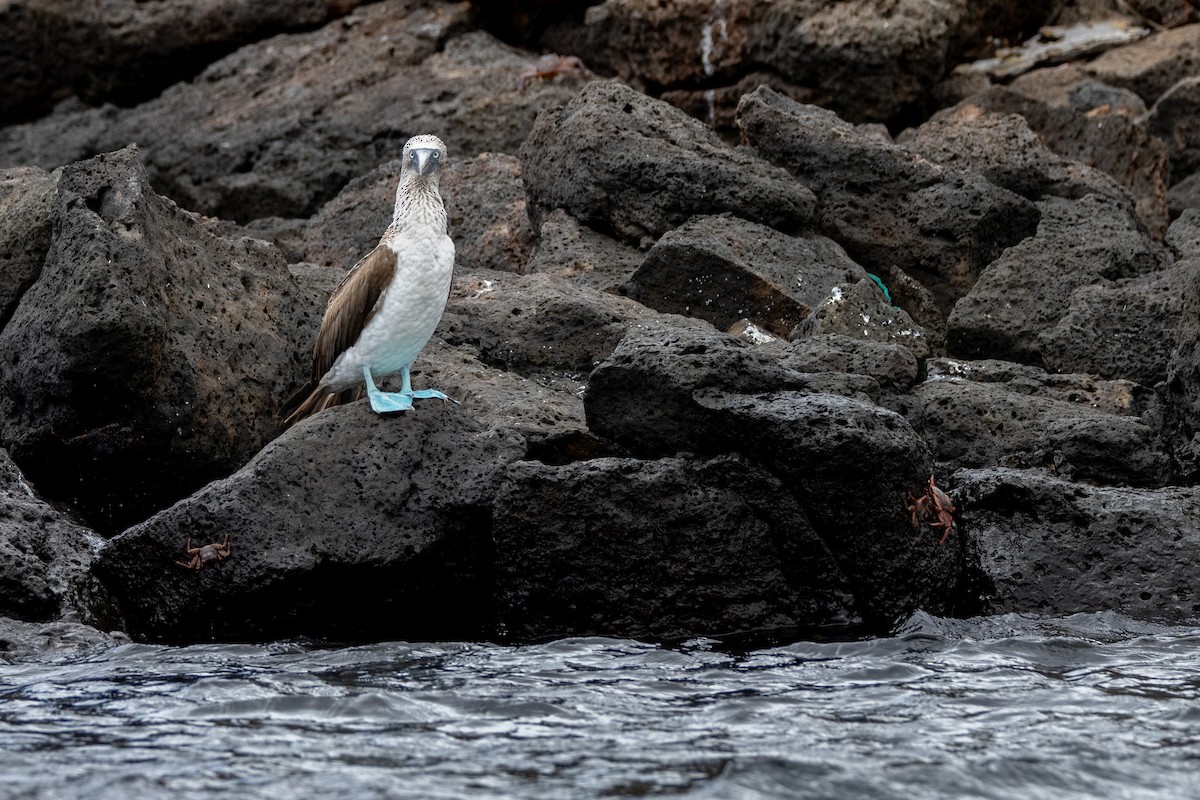 Blue-footed Booby - ML620983192