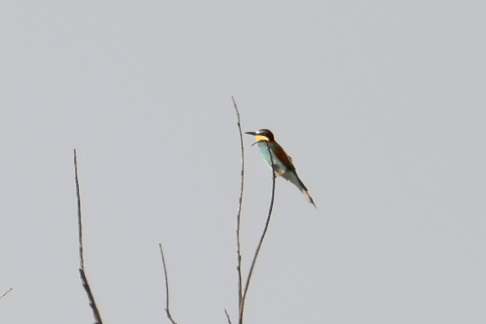European Bee-eater - ML620983217
