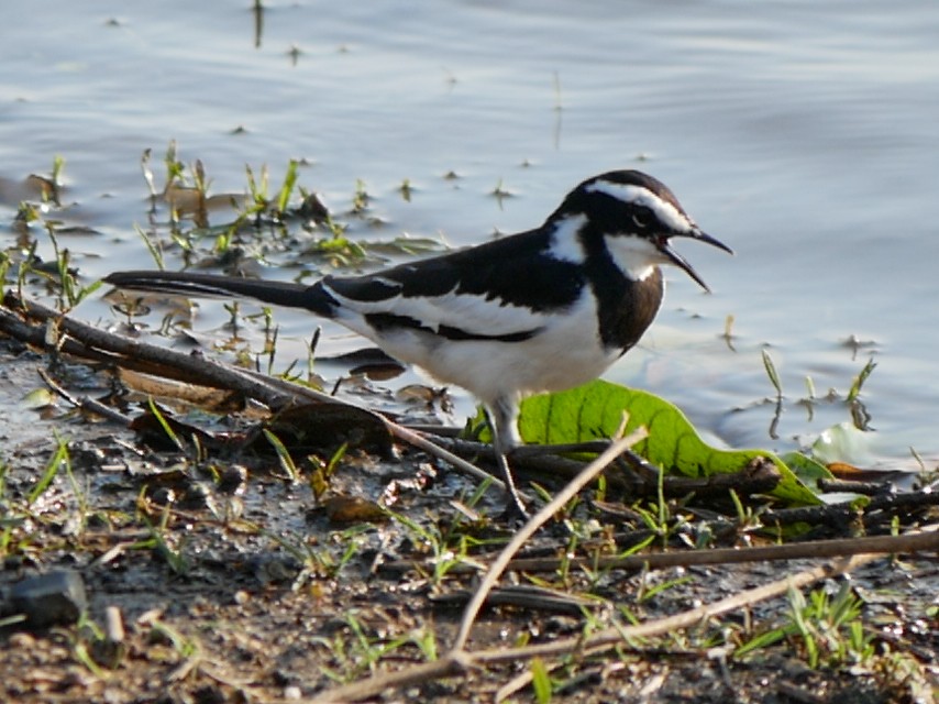 African Pied Wagtail - ML620983239