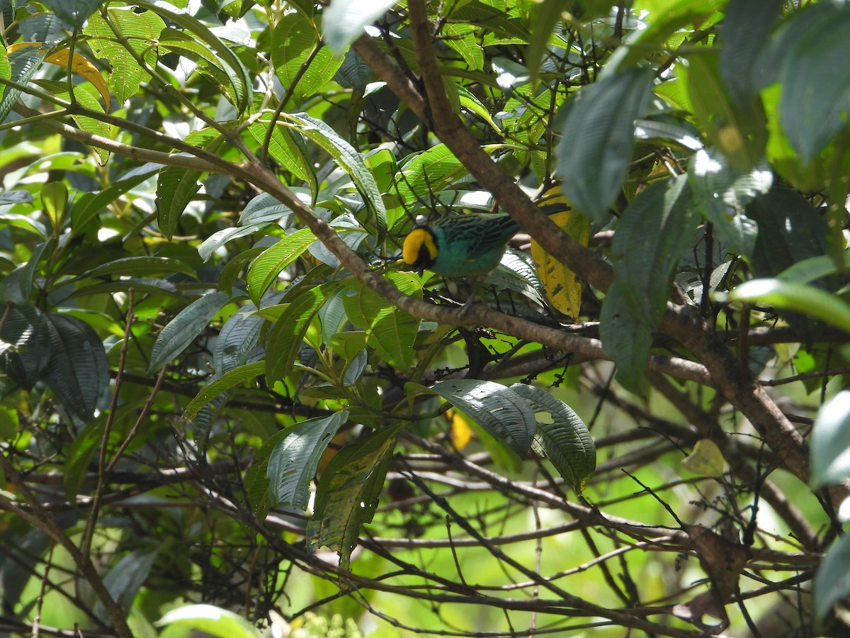 Saffron-crowned Tanager - ML620983262