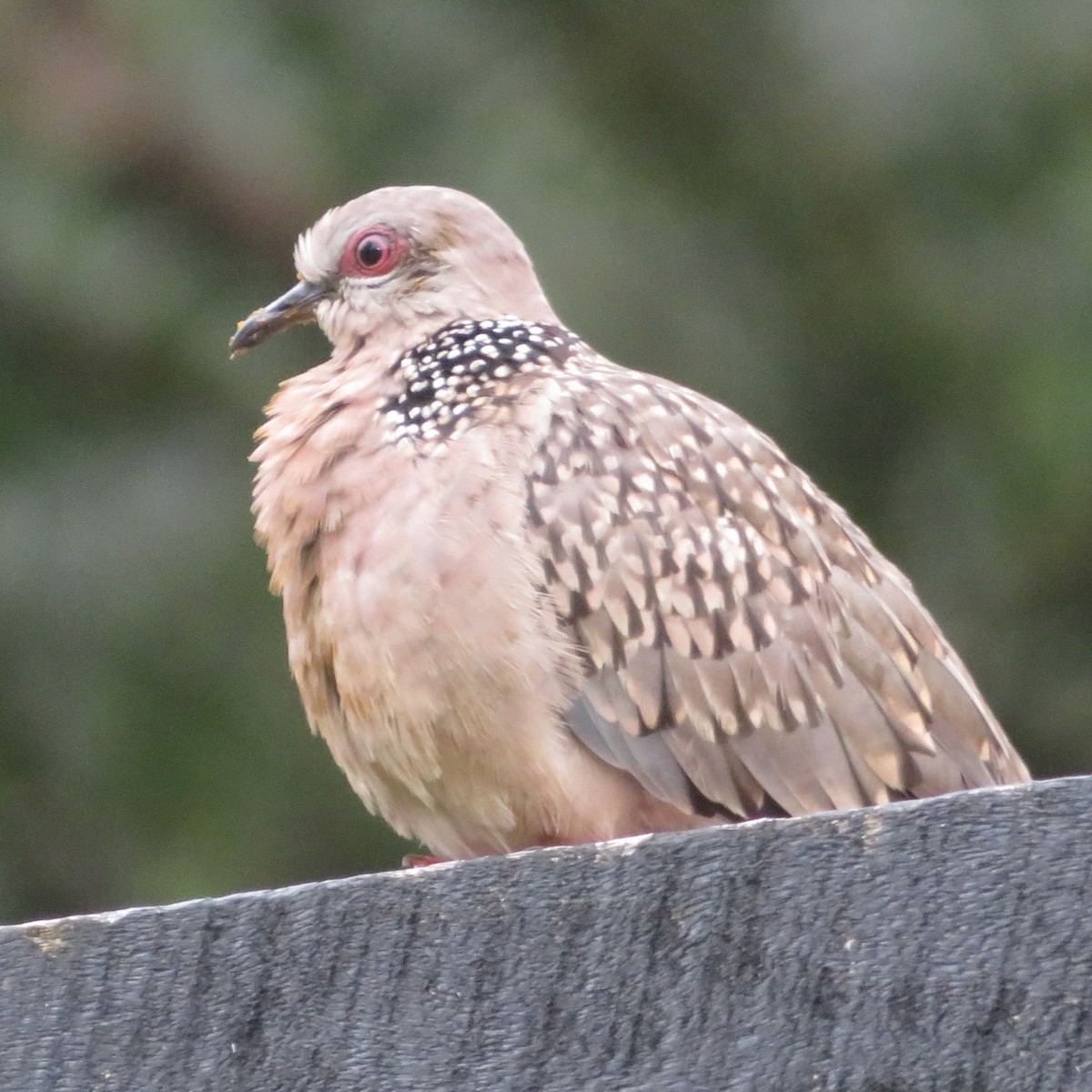 Spotted Dove - ML620983263