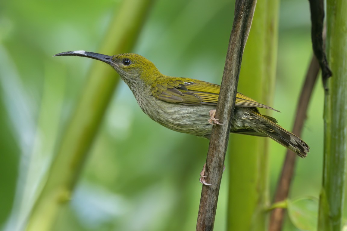 Bornean Spiderhunter - ML620983288