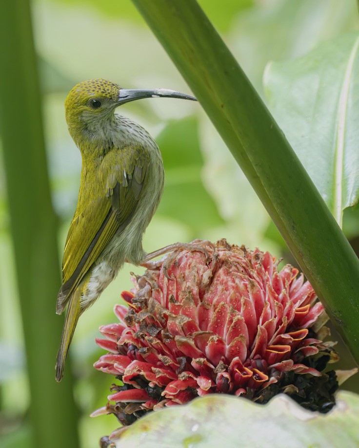 Bornean Spiderhunter - ML620983295
