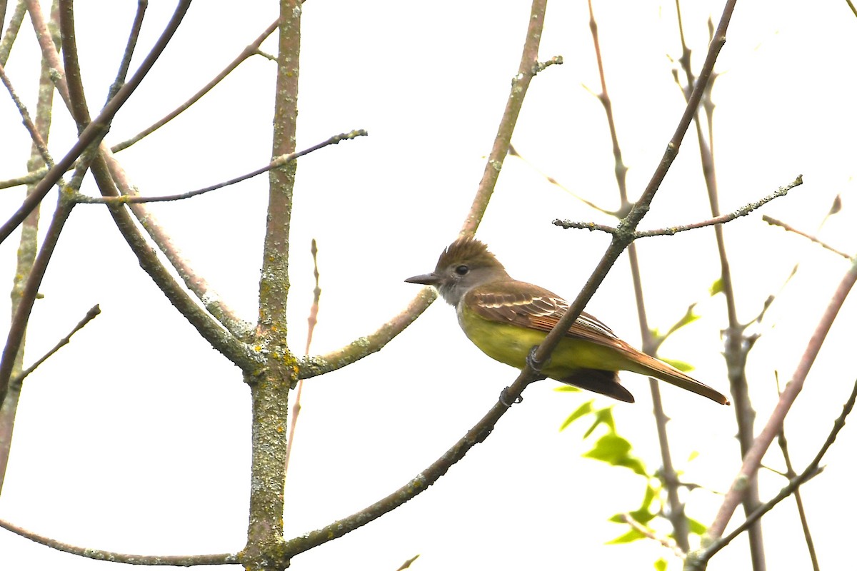 Great Crested Flycatcher - ML620983298