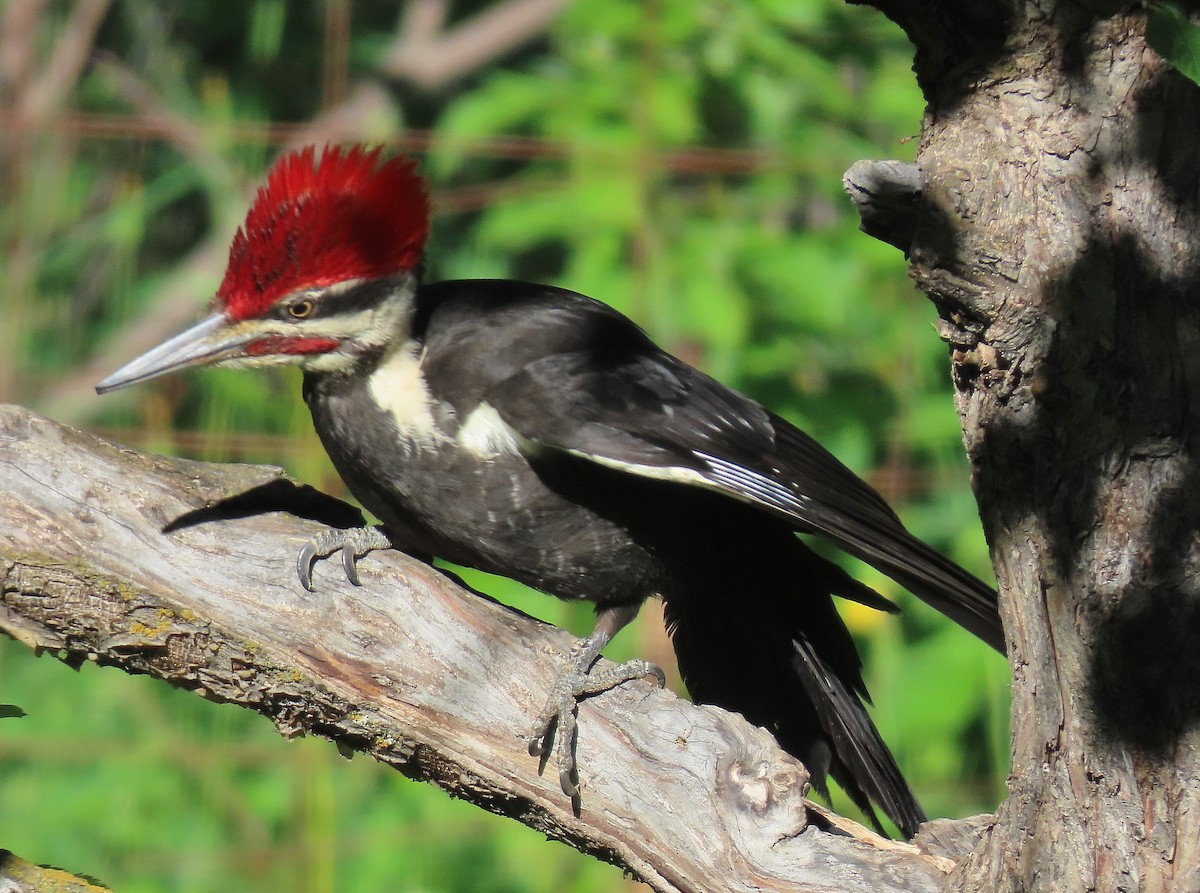 Pileated Woodpecker - John Parker