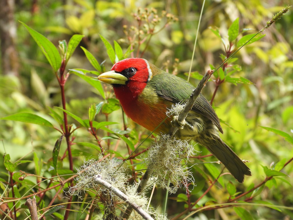 Red-headed Barbet - Dave Goucher