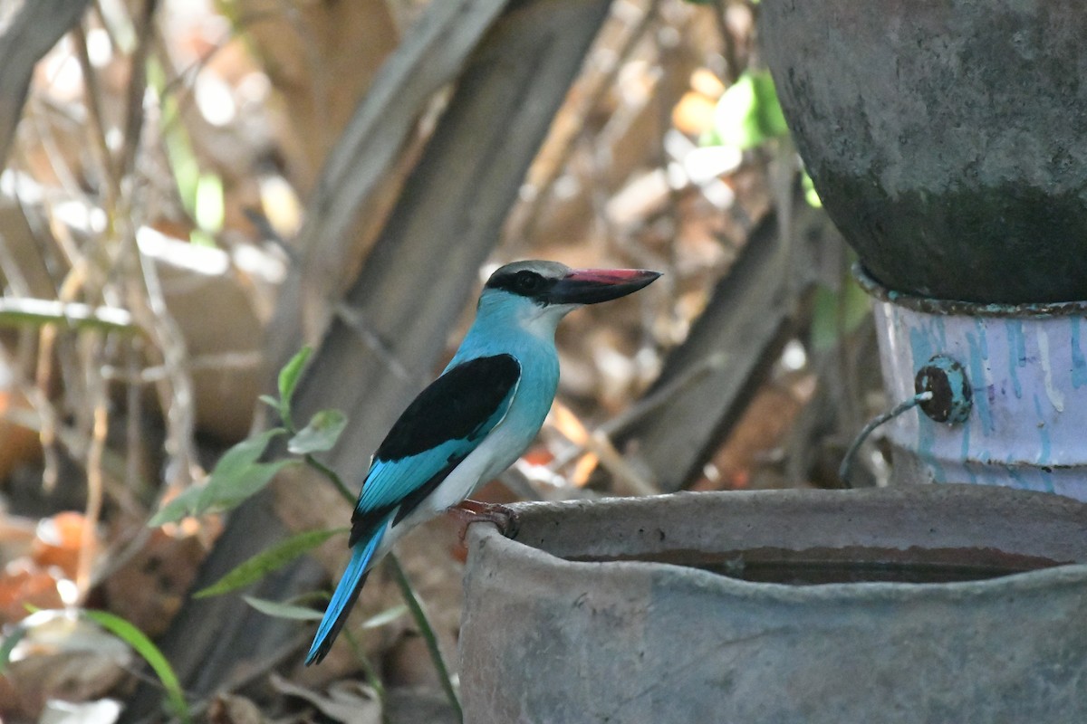 Blue-breasted Kingfisher - ML620983324