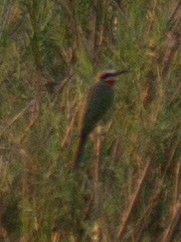 White-fronted Bee-eater - ML620983329