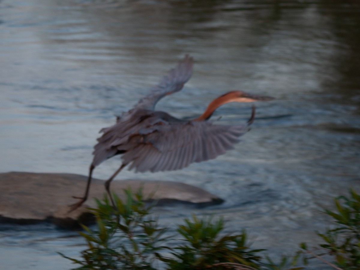 Goliath Heron - ML620983338