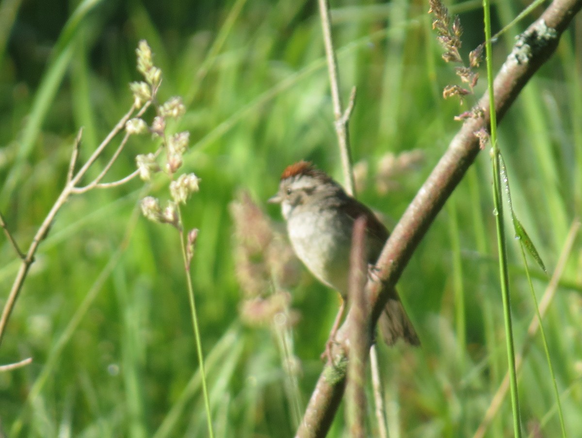 Swamp Sparrow - ML620983347