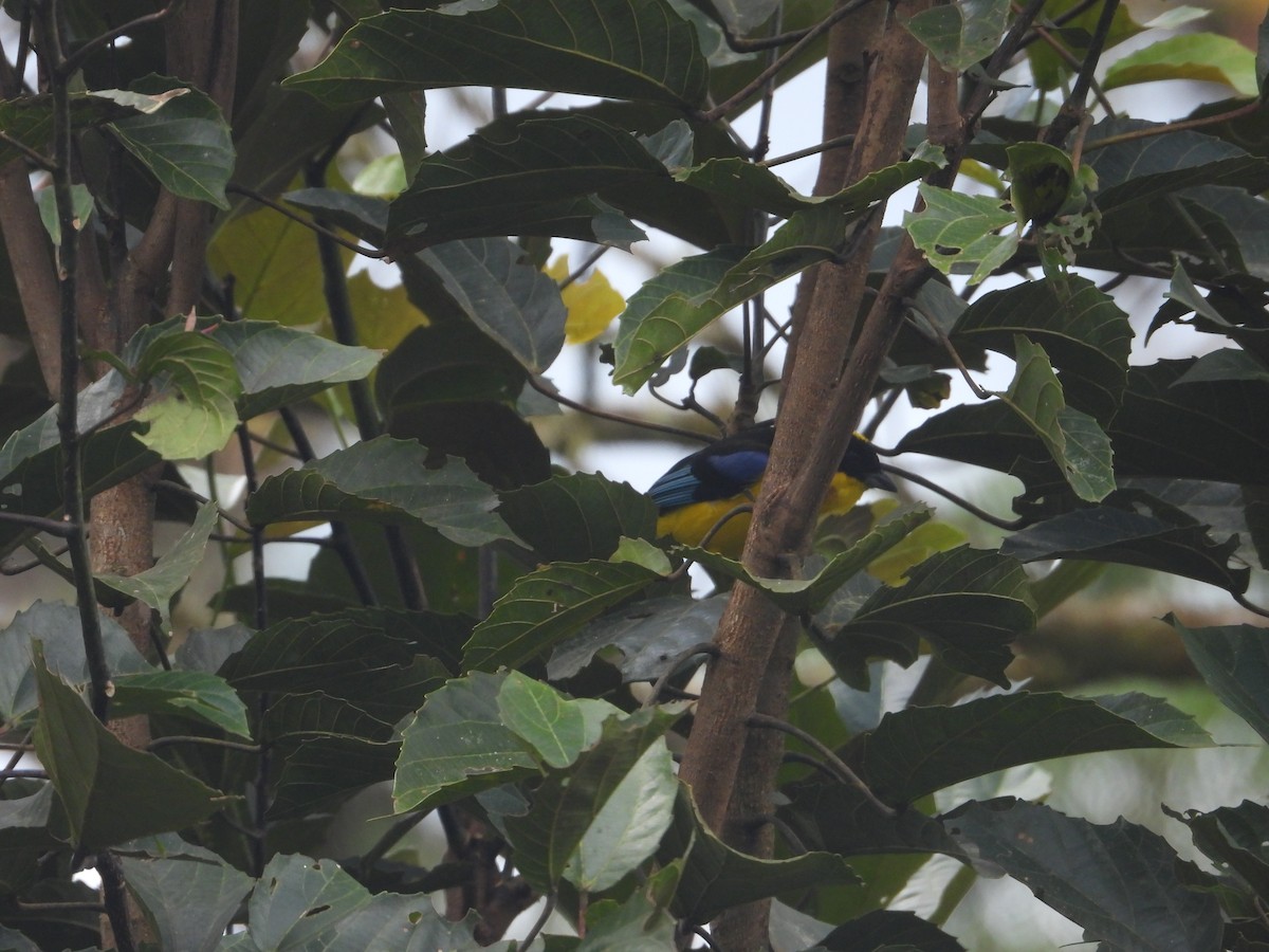 Blue-winged Mountain Tanager - ML620983353