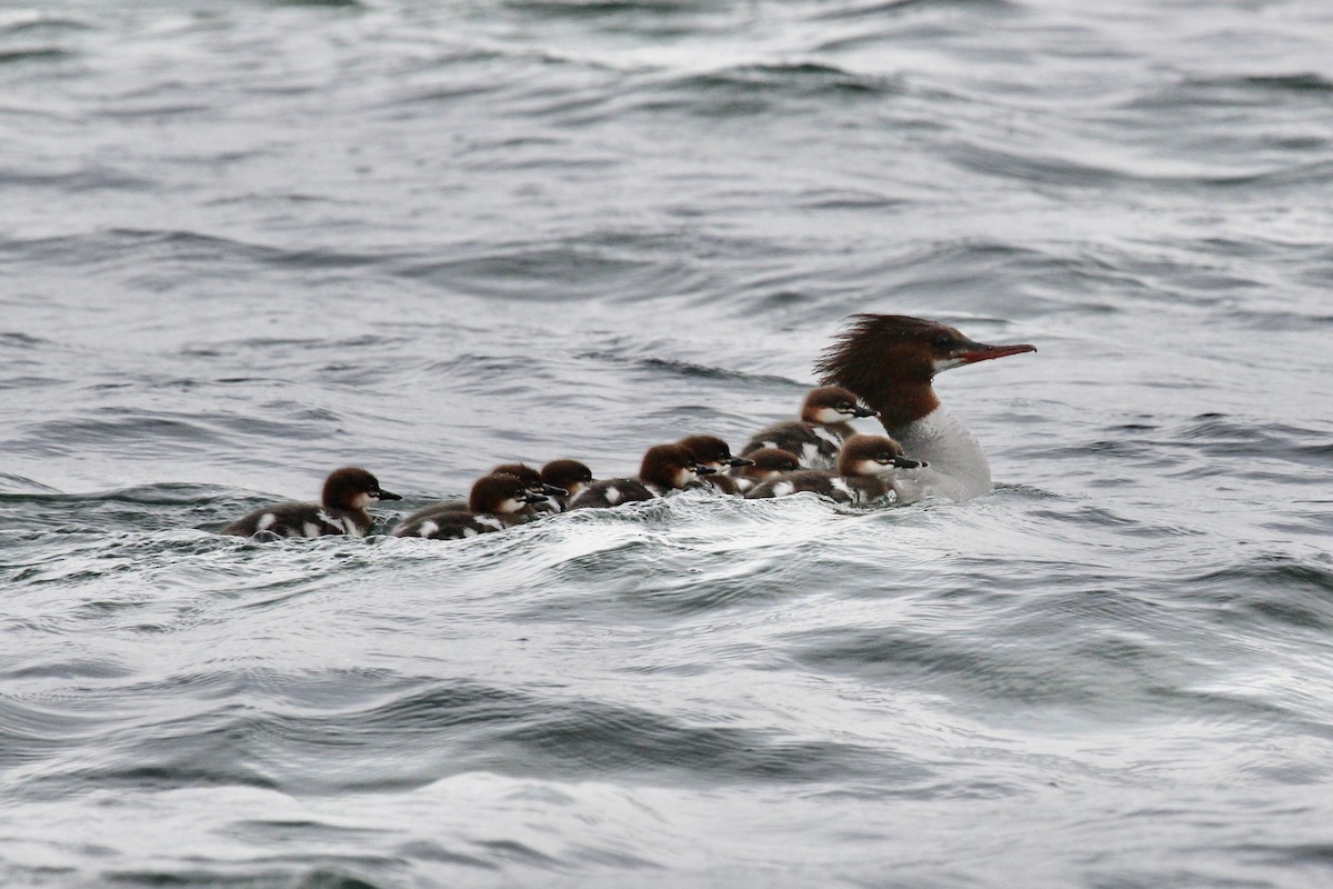 Common Merganser - ML620983359