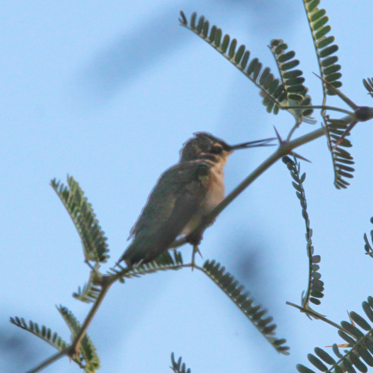 Anna's Hummingbird - Karen Blocher