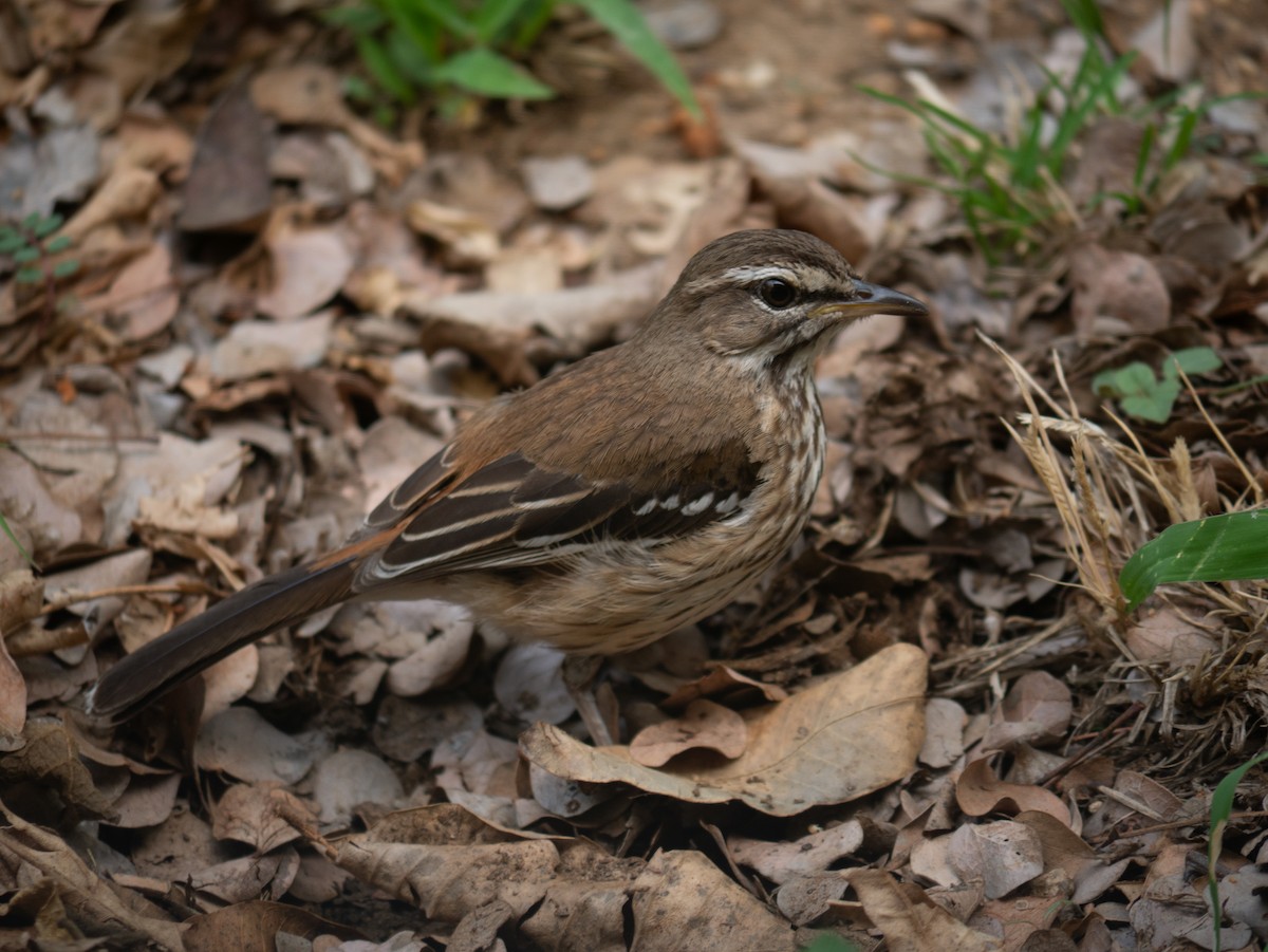 White-browed Scrub-Robin - ML620983368