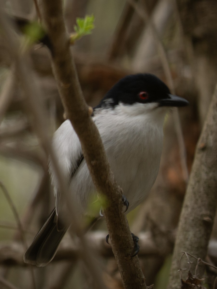 Black-backed Puffback - ML620983369