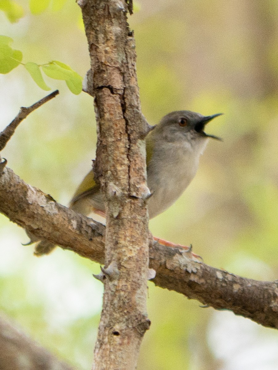 Green-backed Camaroptera - ML620983370
