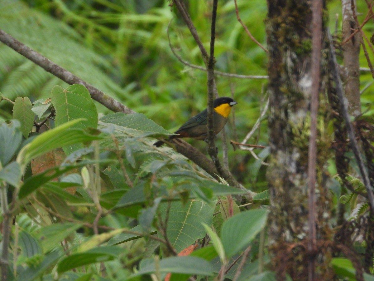 Yellow-throated Tanager - ML620983372