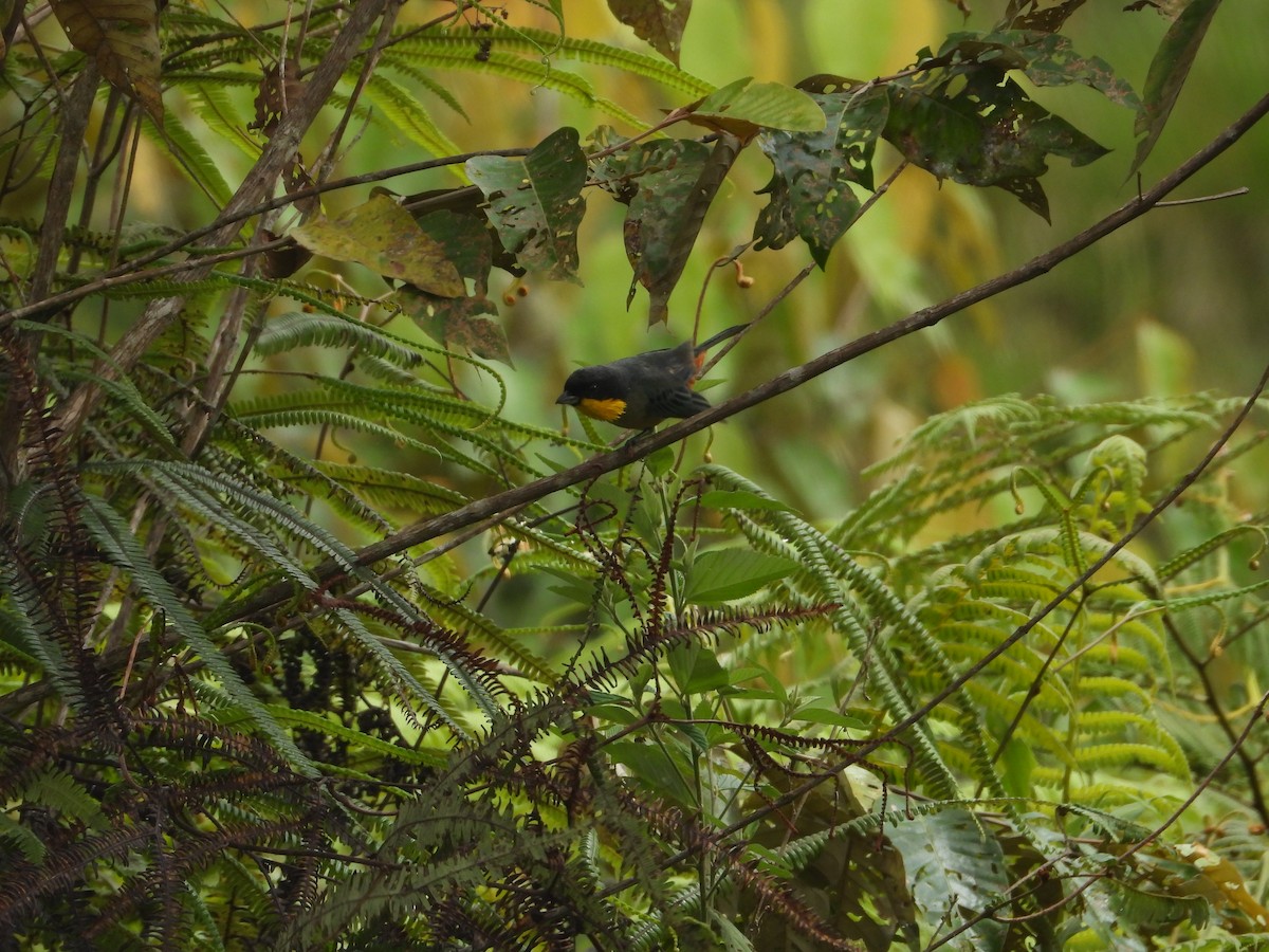 Yellow-throated Tanager - ML620983373