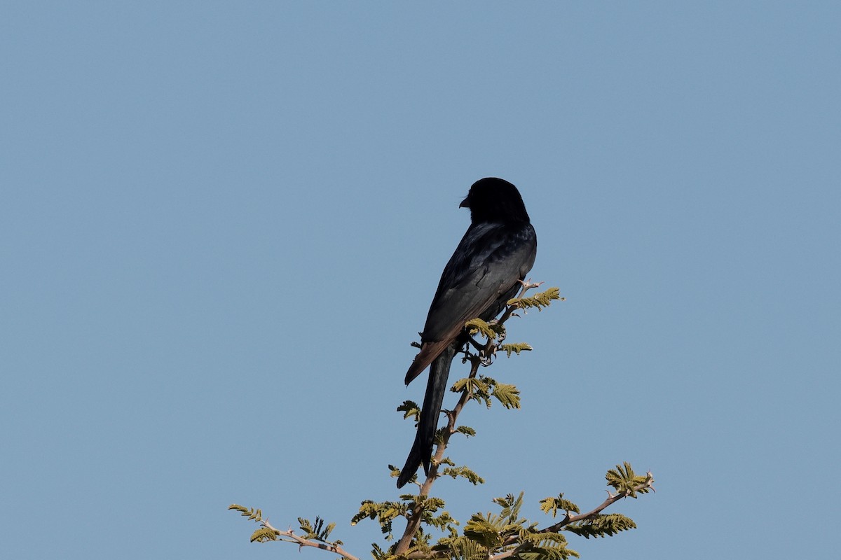 Fork-tailed Drongo - ML620983374