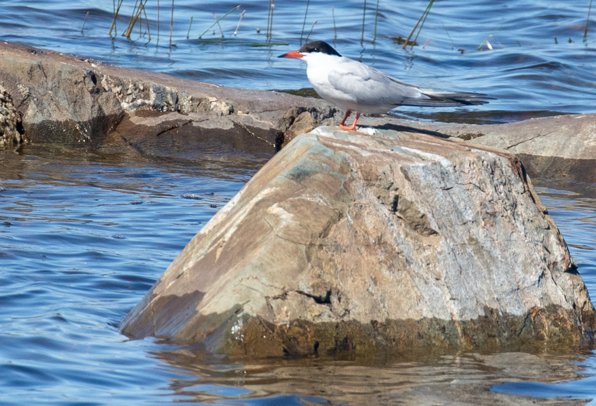 Common Tern - John Corden
