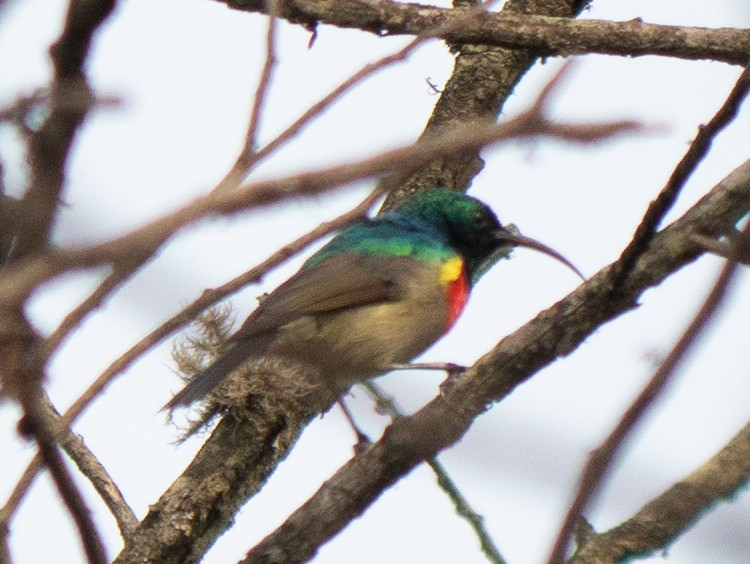 Greater Double-collared Sunbird - ML620983389