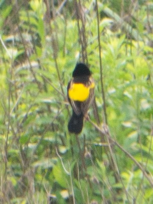 Yellow Bishop - ML620983395