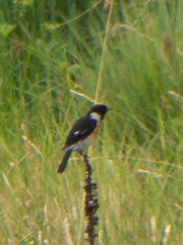 African Stonechat - ML620983398