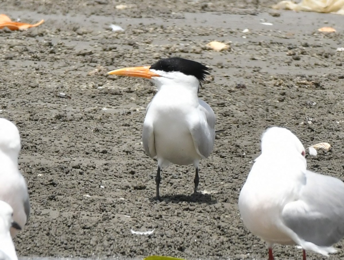 West African Crested Tern - ML620983400
