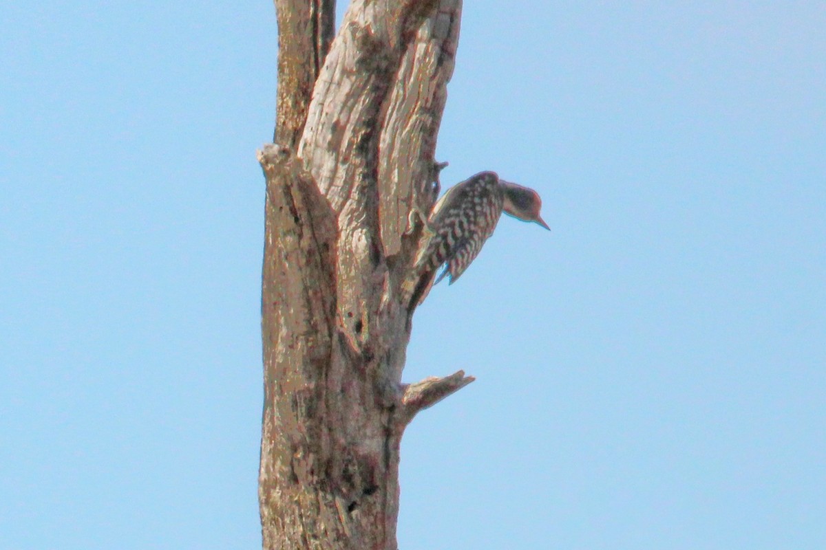 Ladder-backed Woodpecker - ML620983412