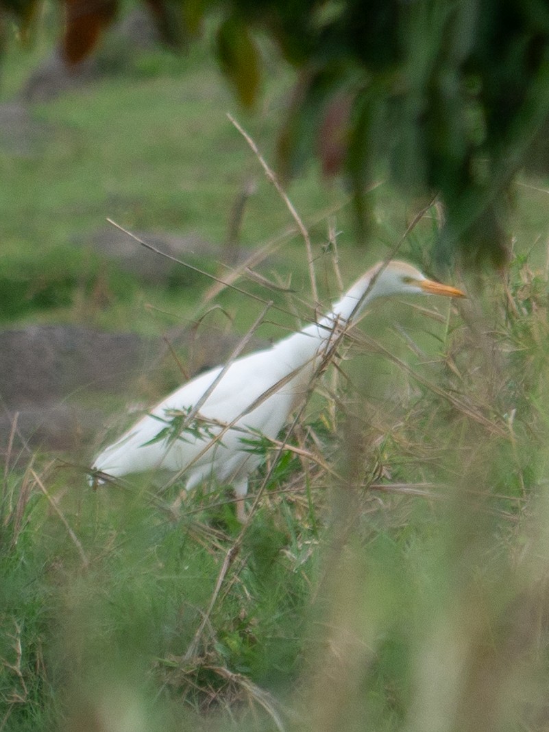 Western Cattle-Egret - ML620983426