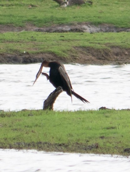 African Darter - ML620983429