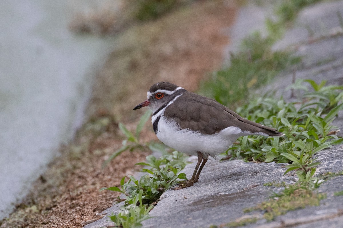 Three-banded Plover (African) - Ian Rijsdijk