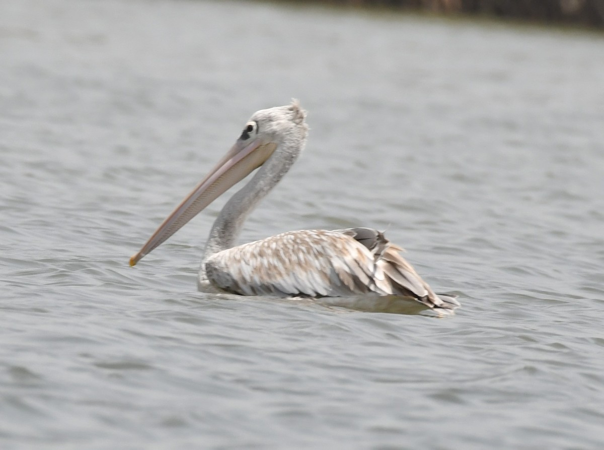 Pink-backed Pelican - ML620983442