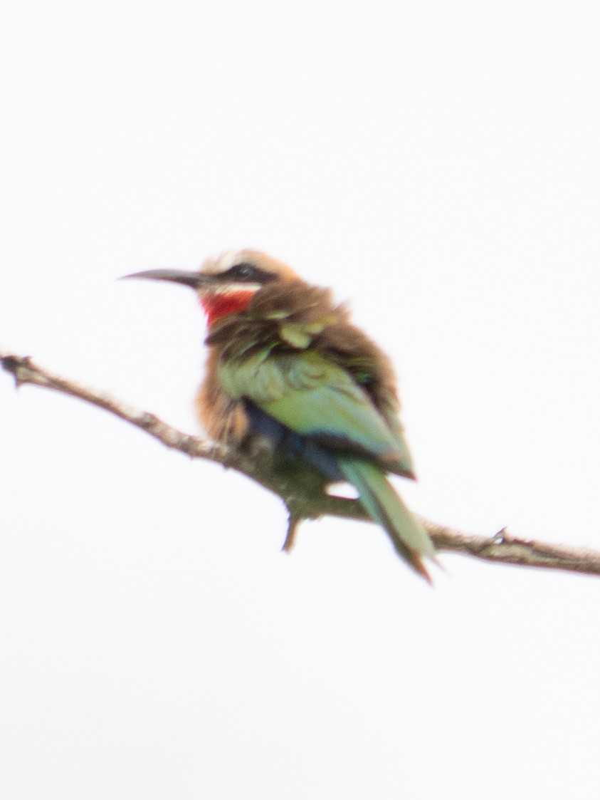 White-fronted Bee-eater - ML620983450