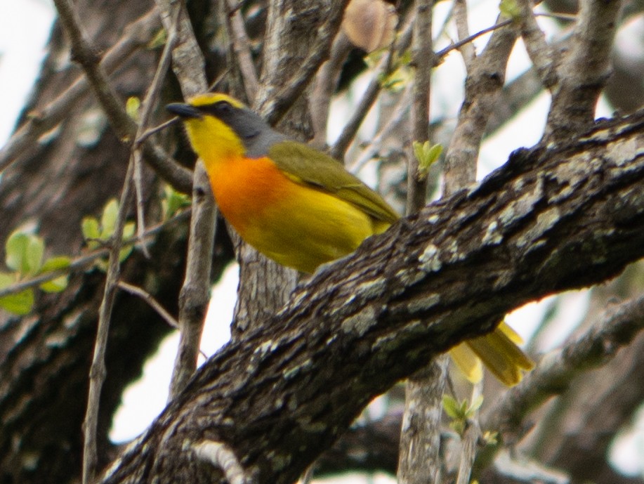 Sulphur-breasted Bushshrike - ML620983452