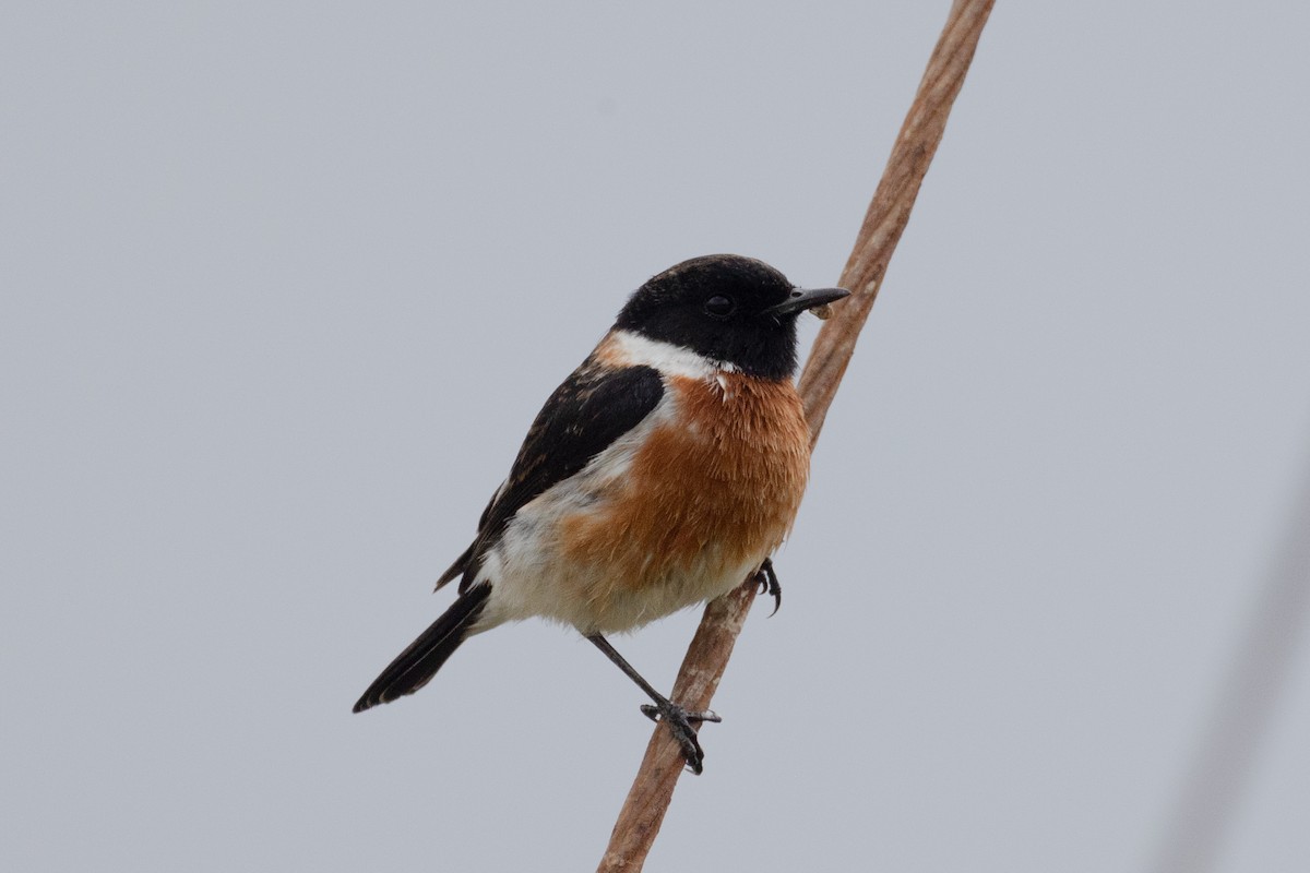 African Stonechat (African) - ML620983455