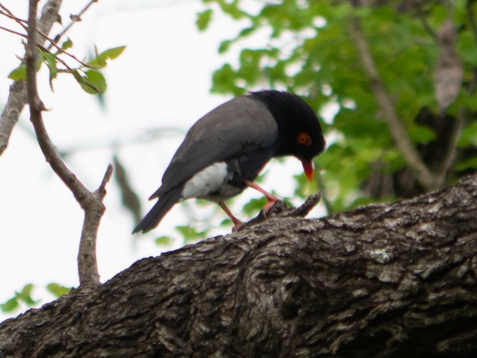 Retz's Helmetshrike - ML620983456