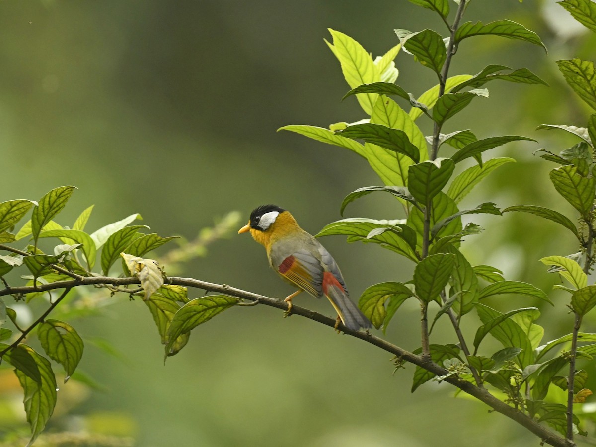 Silver-eared Mesia - ML620983457