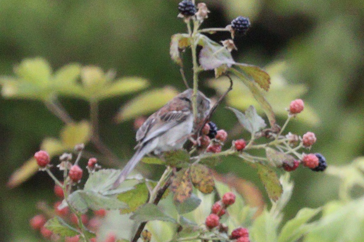 Chipping Sparrow - ML620983465