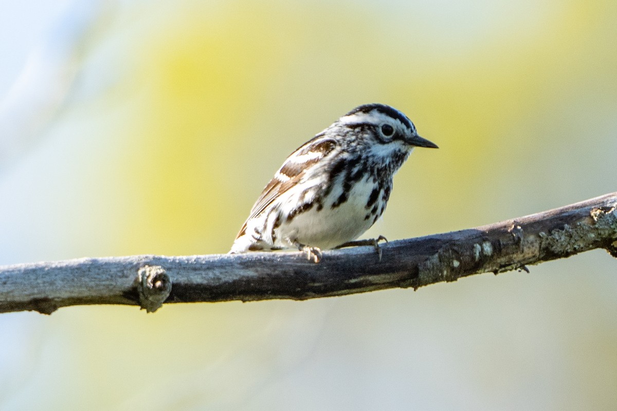 Black-and-white Warbler - ML620983472