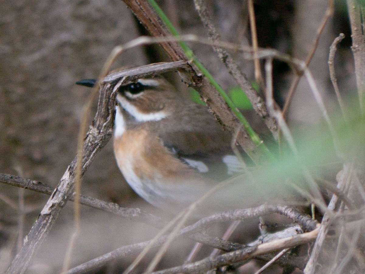 Bearded Scrub-Robin - ML620983485
