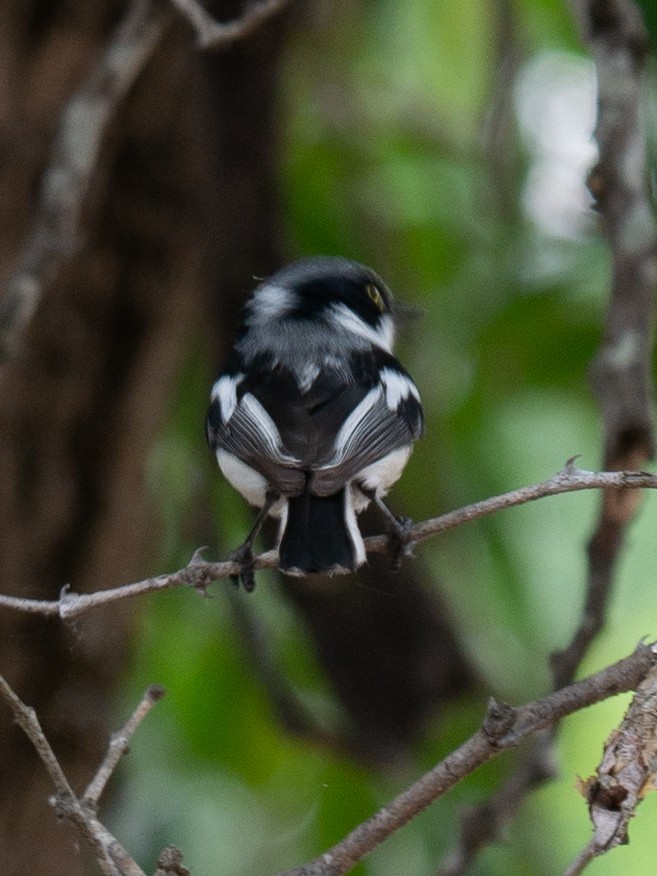 Chinspot Batis - ML620983488