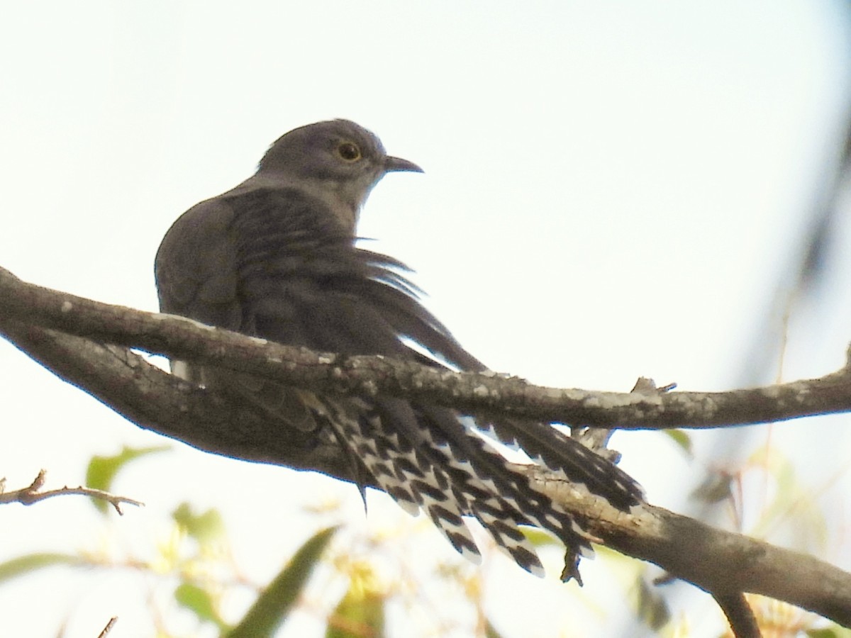 Fan-tailed Cuckoo - ML620983498